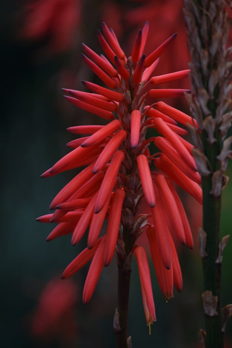 Drought-Resistant Plants