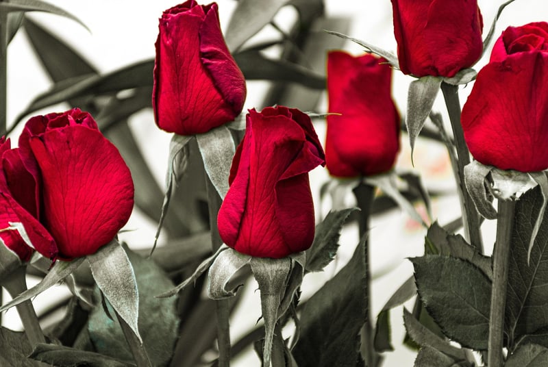 Magical Plant Arrangements